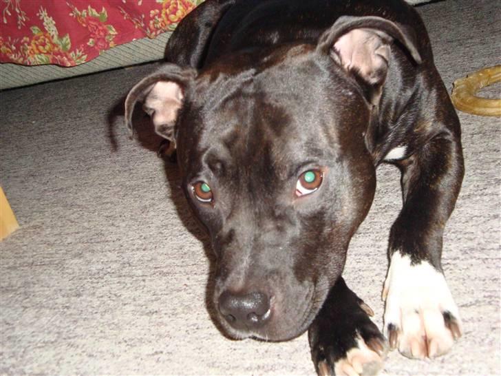 Amerikansk staffordshire terrier Ozzy billede 20