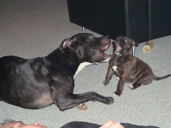 Amerikansk staffordshire terrier Ozzy billede 21