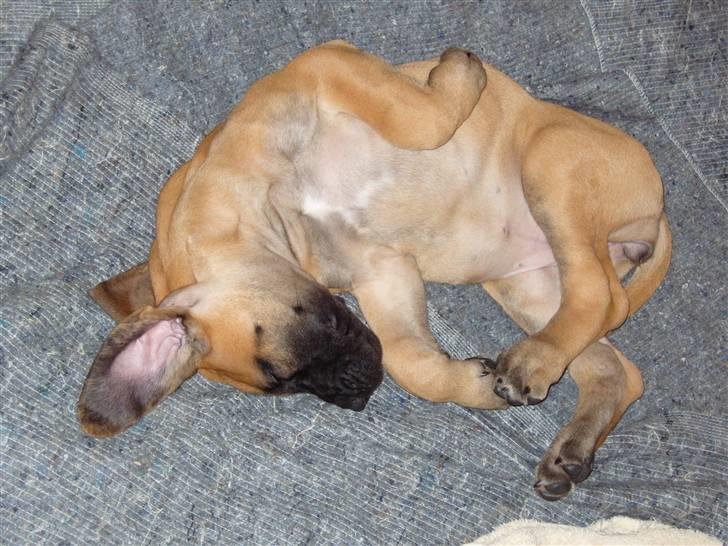 Grand danois Soffi  RIP - Aaaahh billede 2