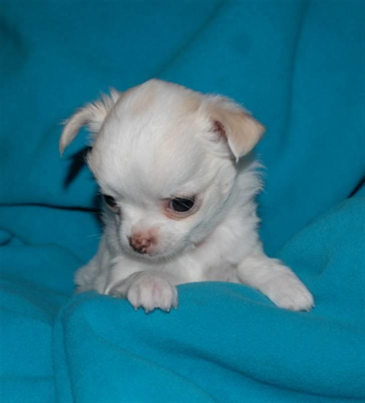 Chihuahua • Noah •  - <3 lille Noah billede 8