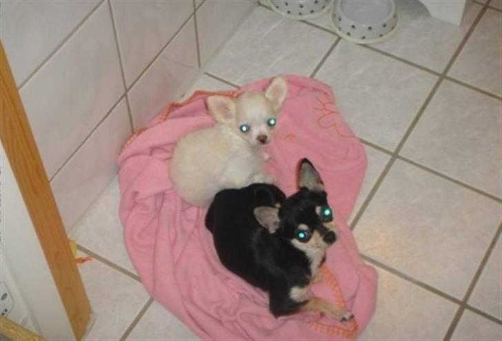 Chihuahua • Noah •  - Noah & Nala  lige før Noahs første bad;) billede 9