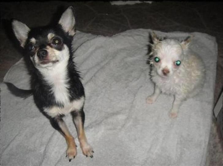 Chihuahua • Noah •  - Noah & Nala efter bad:) billede 10