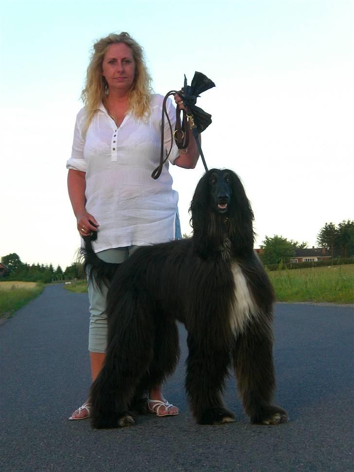 Afghansk mynde Voltaire billede 12