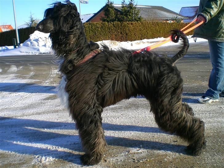 Afghansk mynde Voltaire billede 13