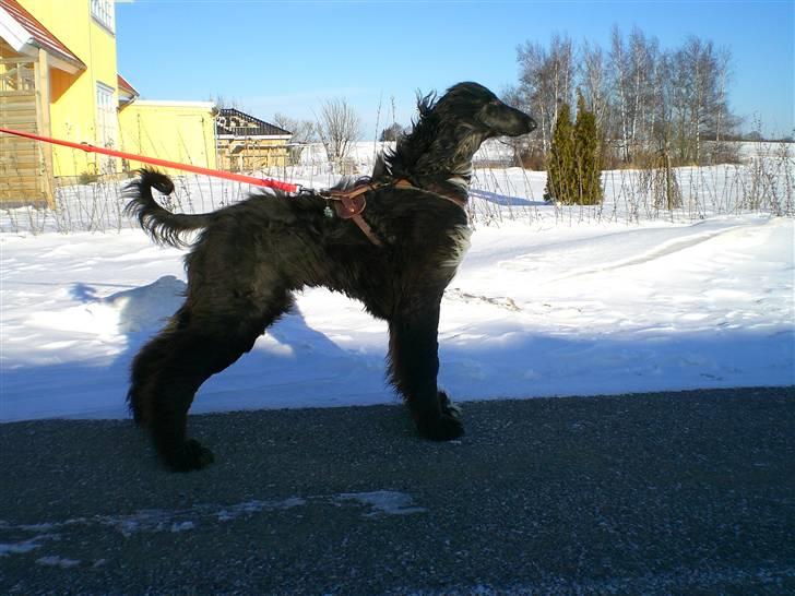 Afghansk mynde Voltaire billede 14