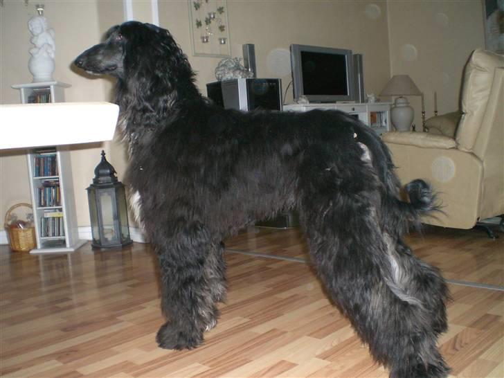 Afghansk mynde Voltaire billede 15