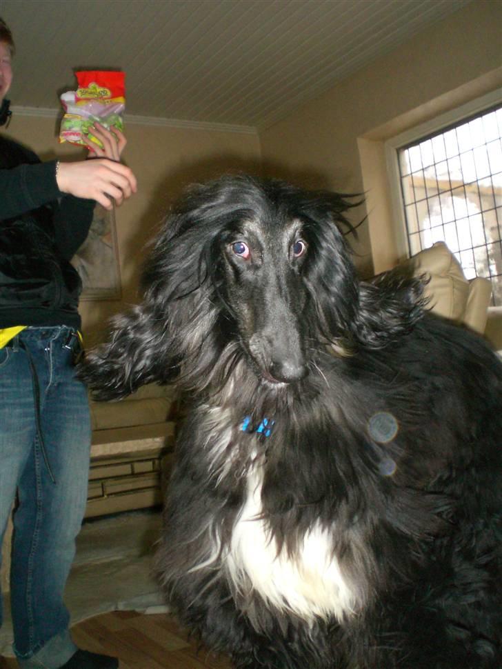 Afghansk mynde Voltaire billede 16