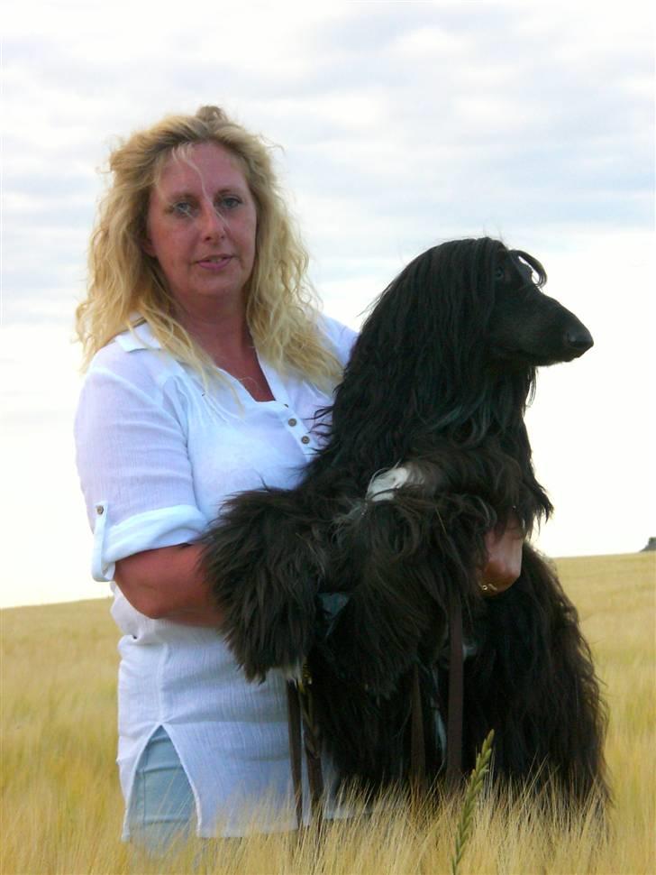 Afghansk mynde Voltaire billede 17