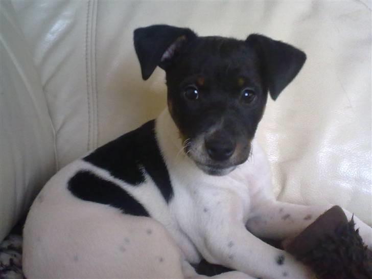 Dansk svensk gaardhund Rocky - Her er Rocky.  billede 7