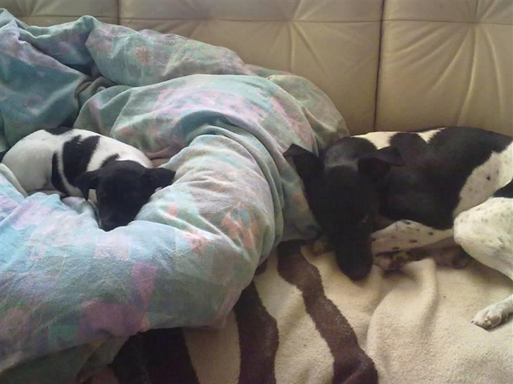 Dansk svensk gaardhund Rocky billede 3