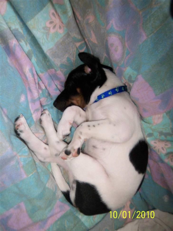 Dansk svensk gaardhund Rocky billede 5