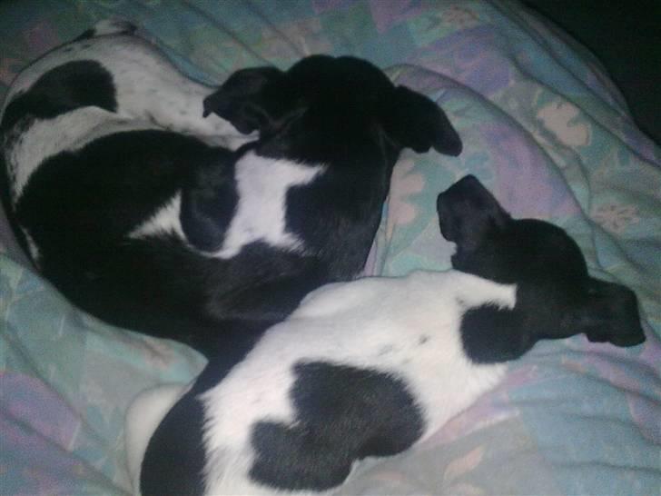 Dansk svensk gaardhund Rocky billede 9