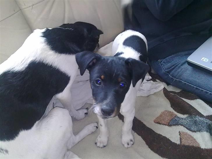 Dansk svensk gaardhund Rocky billede 11