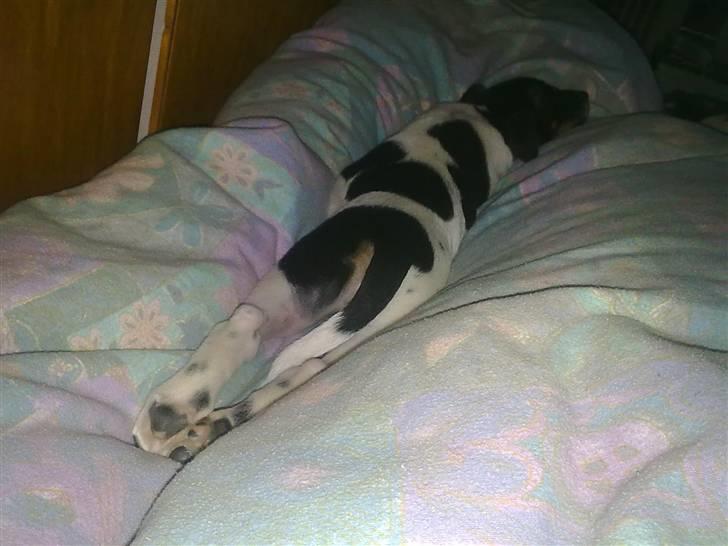 Dansk svensk gaardhund Rocky billede 12