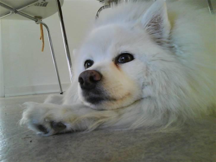 Japansk spids pustie "pjuske" "død" - under køkkenbordet :D billede 2