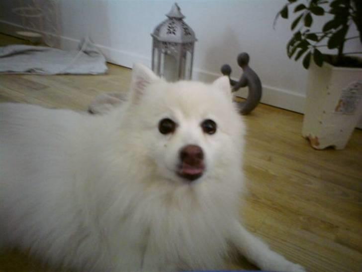 Japansk spids pustie "pjuske" "død" - så rækker hun li tunge os :D billede 3