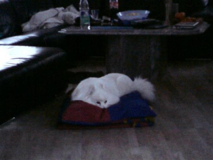 Japansk spids pustie "pjuske" "død" - nytårs dag 2010. billede 4