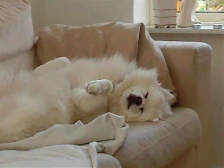 Japansk spids pustie "pjuske" "død" - dejligt med en putter :D billede 5