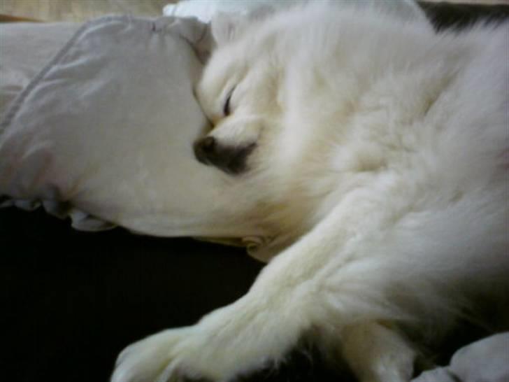 Japansk spids pustie "pjuske" "død" - træt :D billede 6