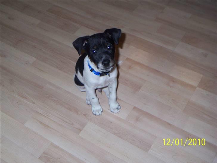 Dansk svensk gaardhund Rocky billede 13