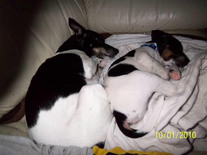 Dansk svensk gaardhund Rocky billede 15