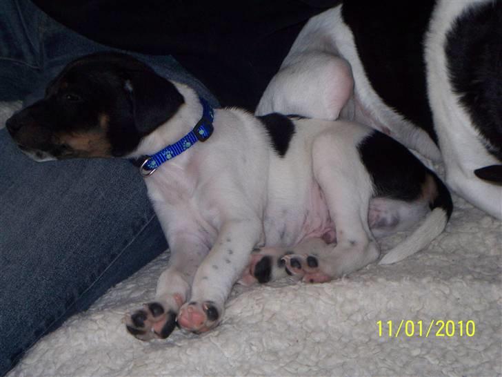 Dansk svensk gaardhund Rocky billede 16