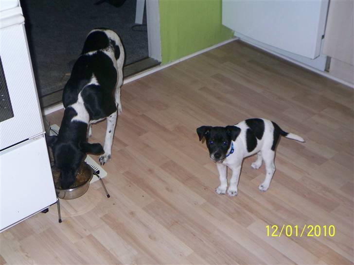 Dansk svensk gaardhund Rocky billede 17