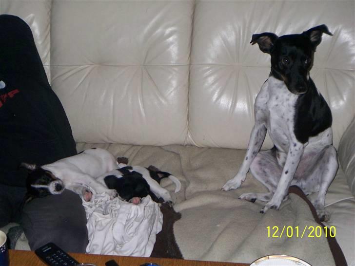 Dansk svensk gaardhund Rocky - Her er far rollo og hans 2 børn Rocky og MJ.  billede 18