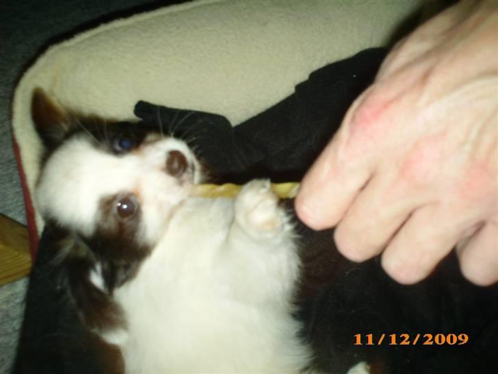 Papillon Zimba - Uhhhh kære bette Zimba billede 14