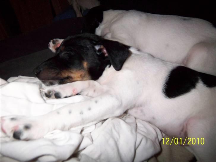 Dansk svensk gaardhund Rocky billede 19