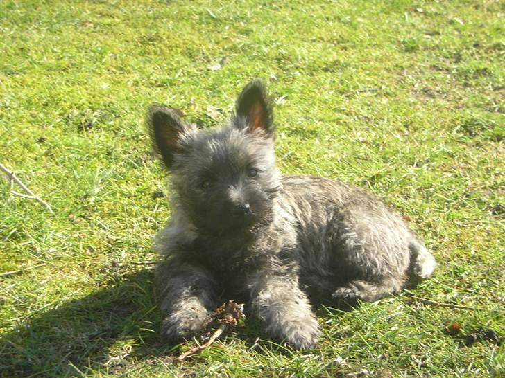 Cairn terrier Ronja - min lille charmetrold!<33 billede 1