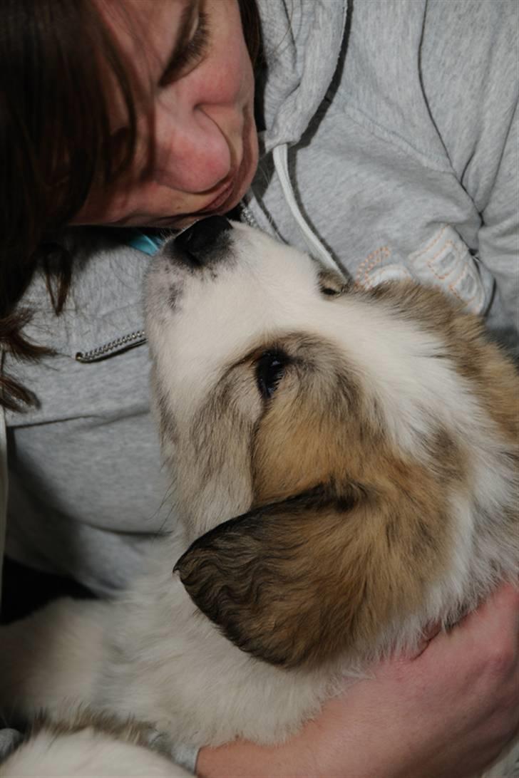 Pyreneerhund Sandybear´s Kapok billede 9