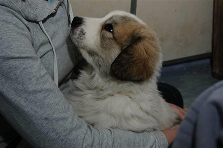 Pyreneerhund Sandybear´s Kapok billede 10