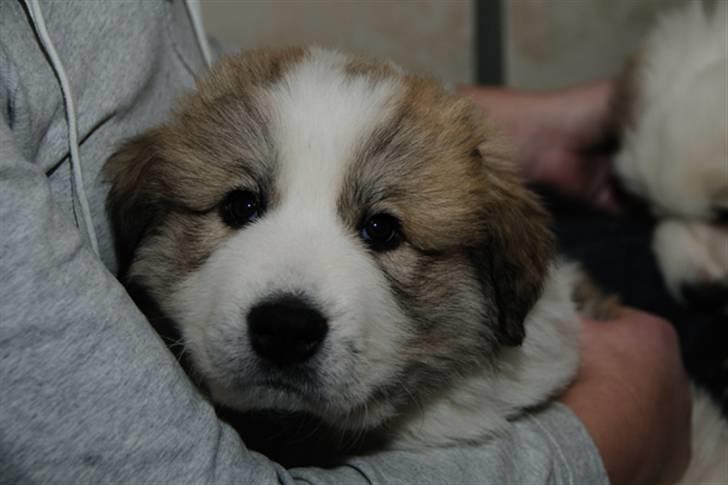 Pyreneerhund Sandybear´s Kapok billede 11