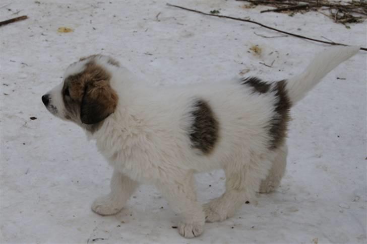 Pyreneerhund Sandybear´s Kapok billede 12