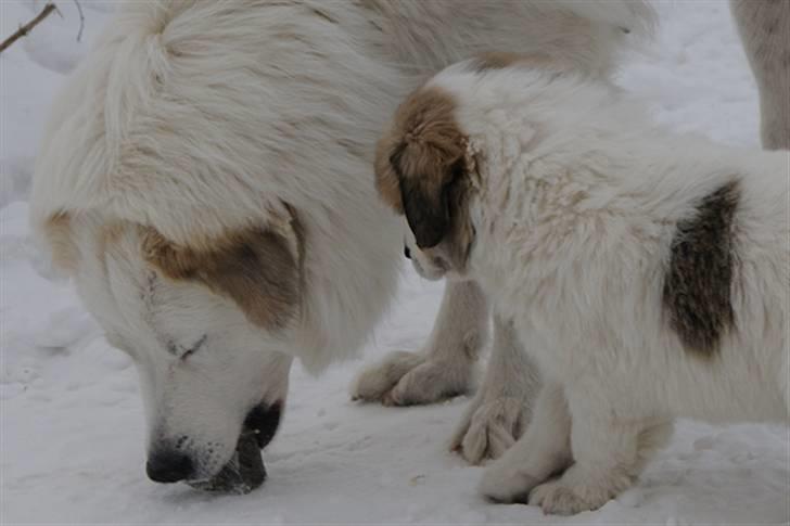 Pyreneerhund Sandybear´s Kapok billede 13