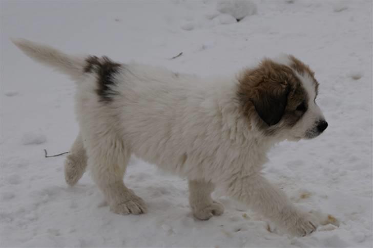 Pyreneerhund Sandybear´s Kapok billede 15