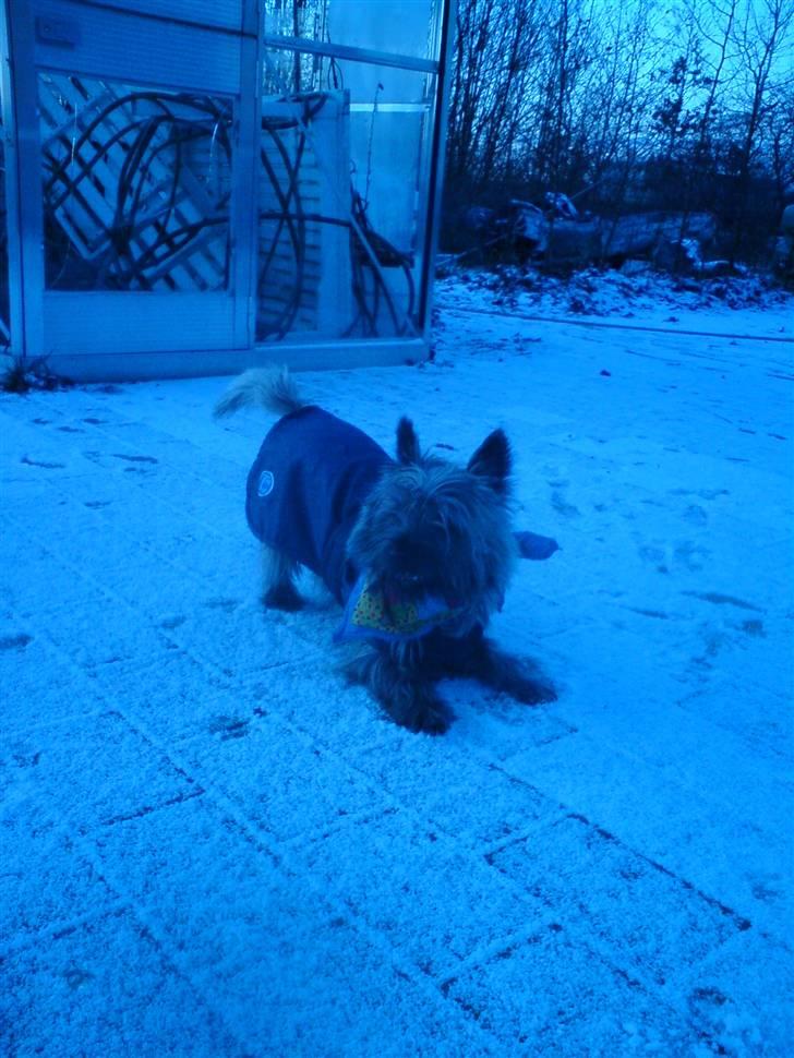 Cairn terrier Ronja - ¨kom nu skal vi ikke lege¨ billede 2