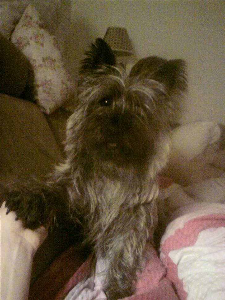 Cairn terrier Ronja - giv pote ;D billede 3