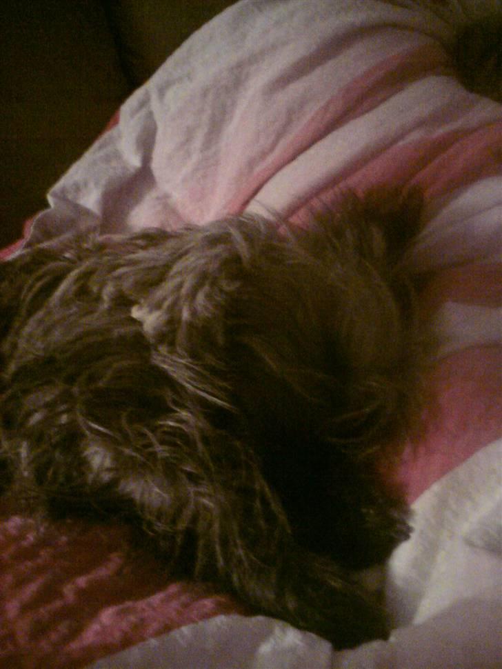 Cairn terrier Ronja - man ligger godt her ;D billede 4
