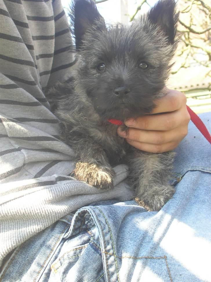 Cairn terrier Ronja - da ronja var lille ;) billede 5