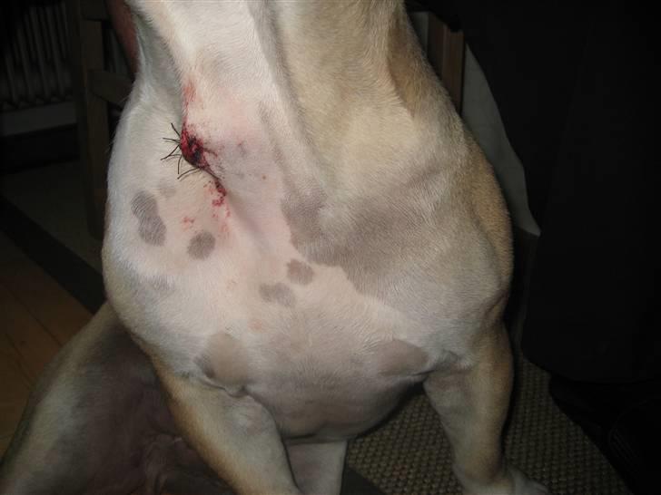 Olde english bulldogge Bolon R.I.P. 08-08-2010 - Bolons alternative allergi operation billede 17