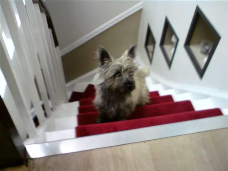 Cairn terrier Ronja - hej hej, jeg skal lige op og se hvad i laver her oppe  billede 6