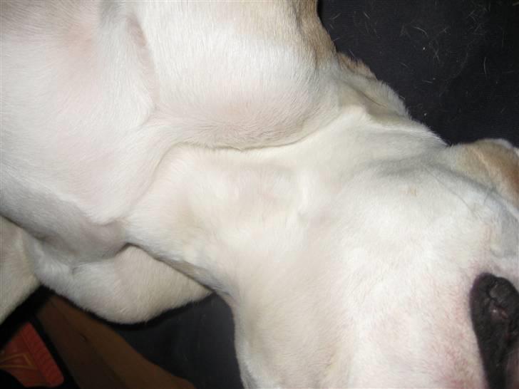 Olde english bulldogge Bolon R.I.P. 08-08-2010 - det man kan se efter operationen billede 18