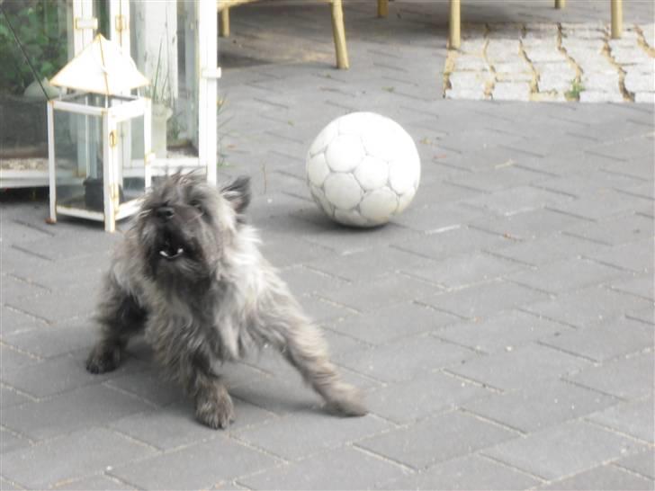 Cairn terrier Ronja - vov vov vov (mesterfoto) ;D heh elsker det billed  billede 7