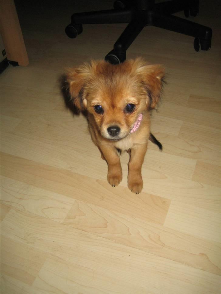 Blanding af racer Lilo - Nyeste 25/1-2010 billede 8