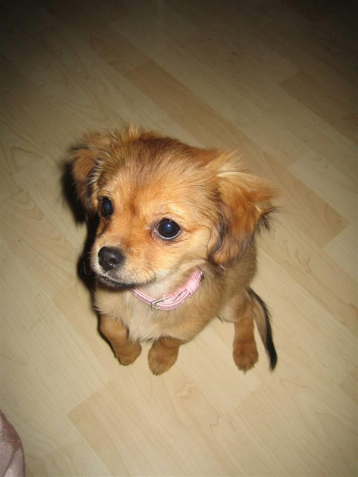 Blanding af racer Lilo - Nyeste 25/1-2010 billede 9