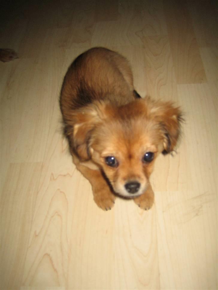 Blanding af racer Lilo - Nyeste 25/1-2010 billede 10