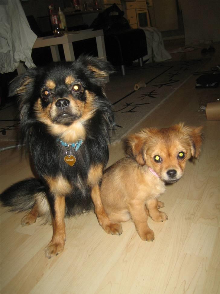 Blanding af racer Lilo - Nyeste 25/1-2010 billede 11