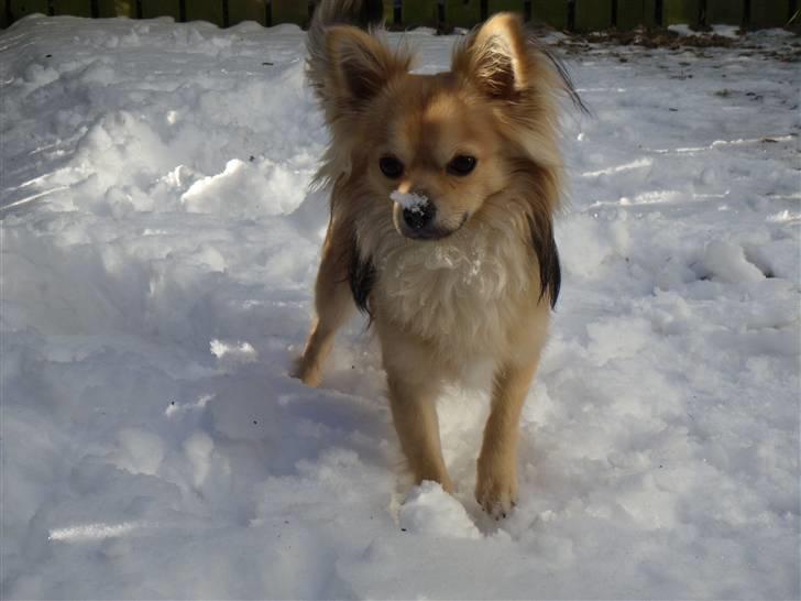 Chihuahua ~°º•Fino•º°~ - <3 billede 1